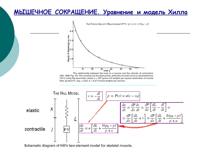 МЫШЕЧНОЕ СОКРАЩЕНИЕ. Уравнение и модель Хилла